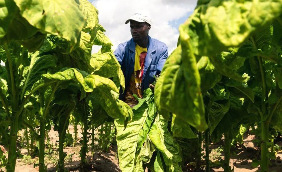 A farmer among tall green crops