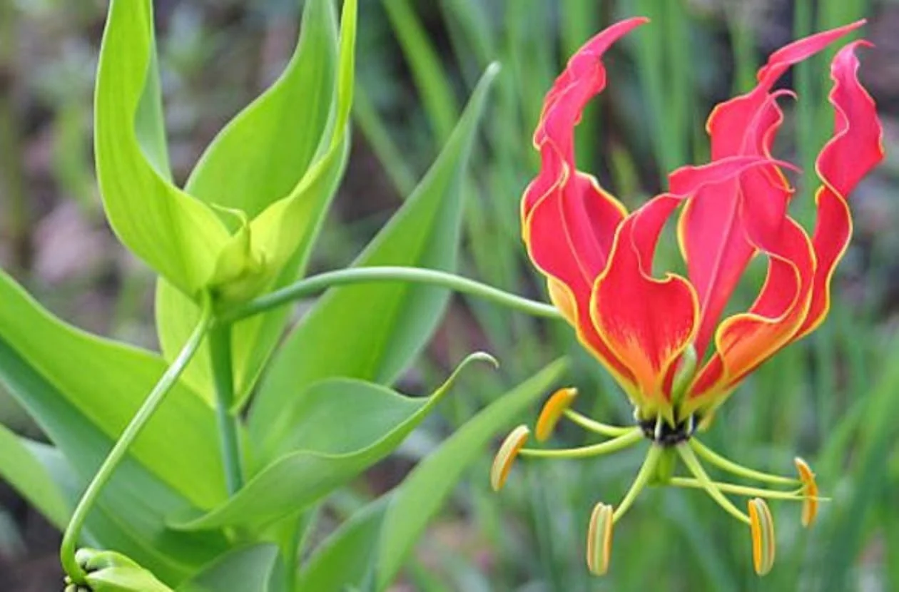 A red and yellow flame lily in flower