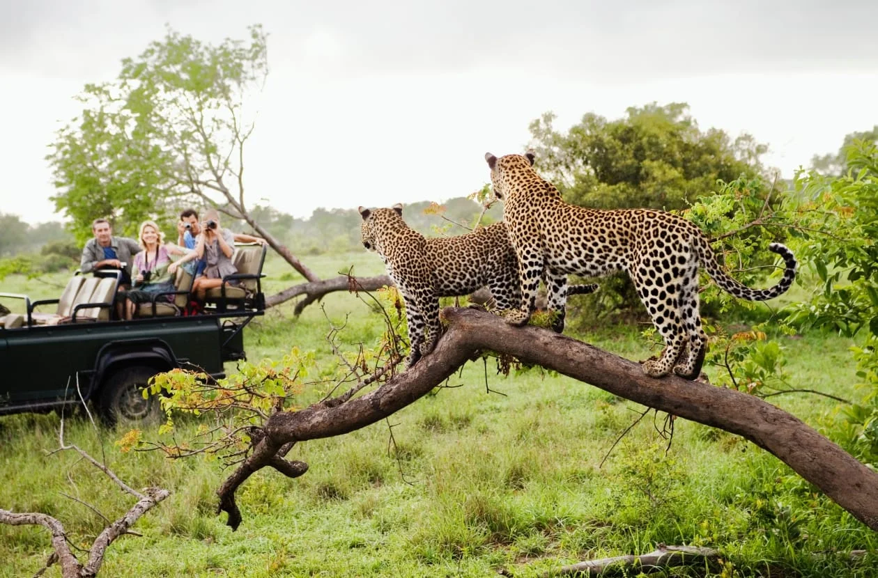 Two leopards on a fallen tree, watched from a safari vehicle
