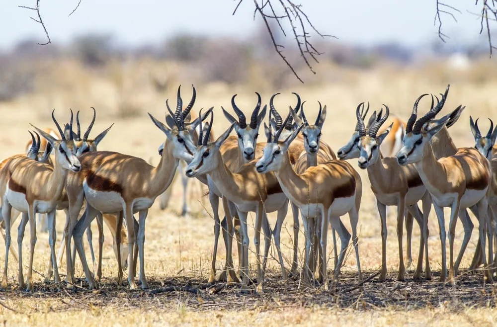 A herd of antelope looking towards the camera
