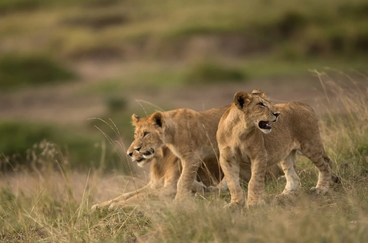 Two young lions walking through the grass