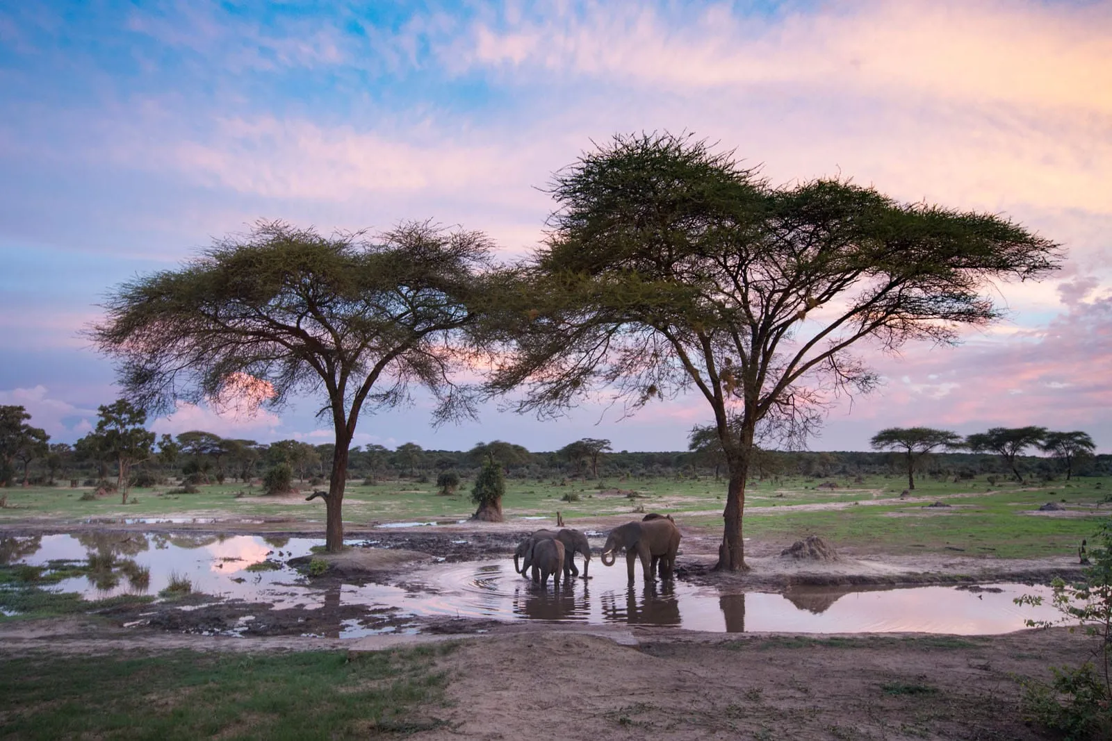Elephants at a waterhole at sunset in Hwange