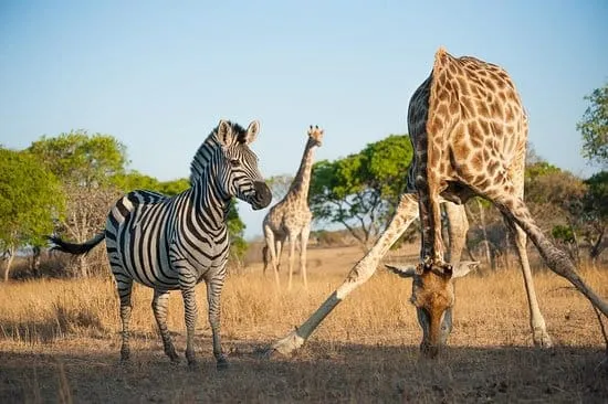 Zebra and giraffe at Imire