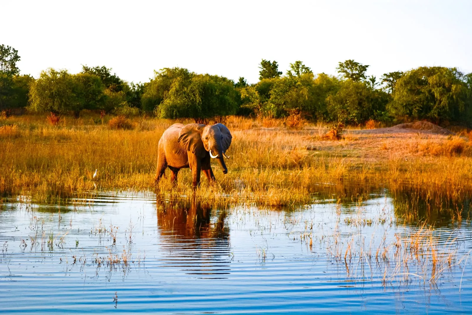 An elephant at the edge of Lake Kariba