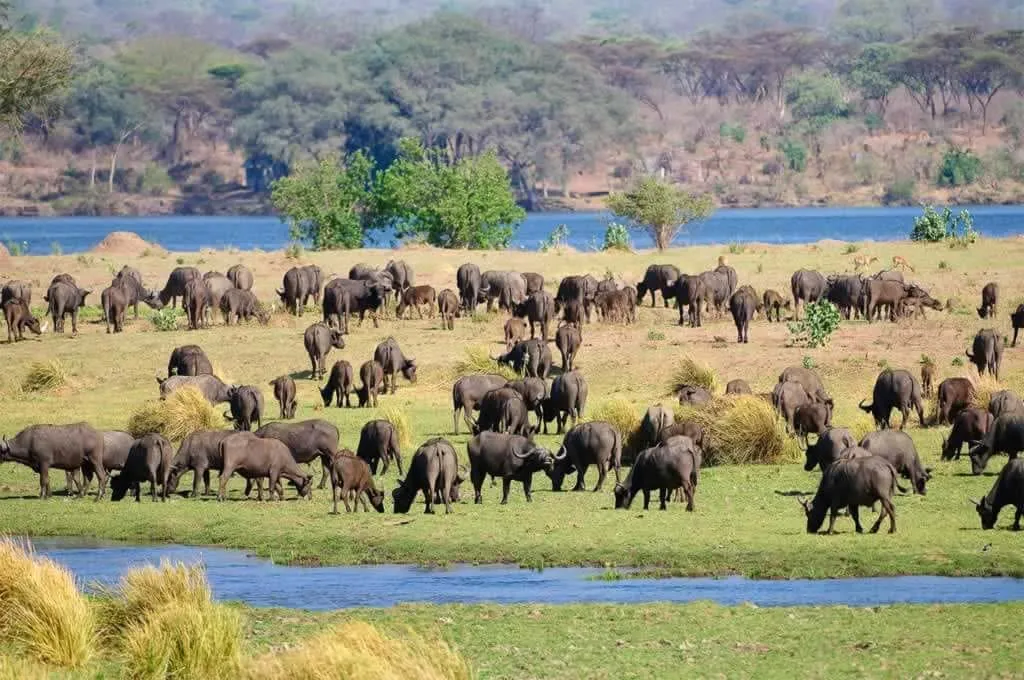 Buffalo grazing on the Zambezi floodplain at Mana Pools