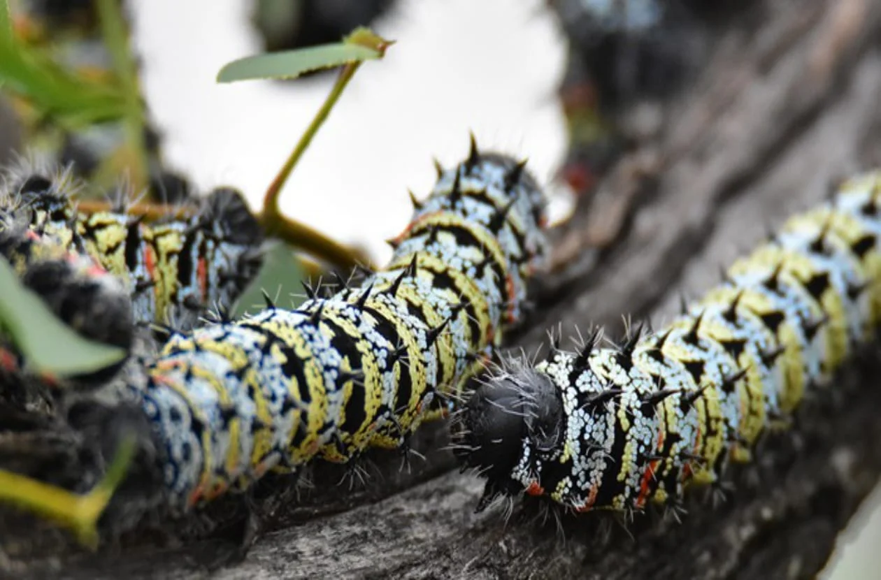 Mopane worms on a branch