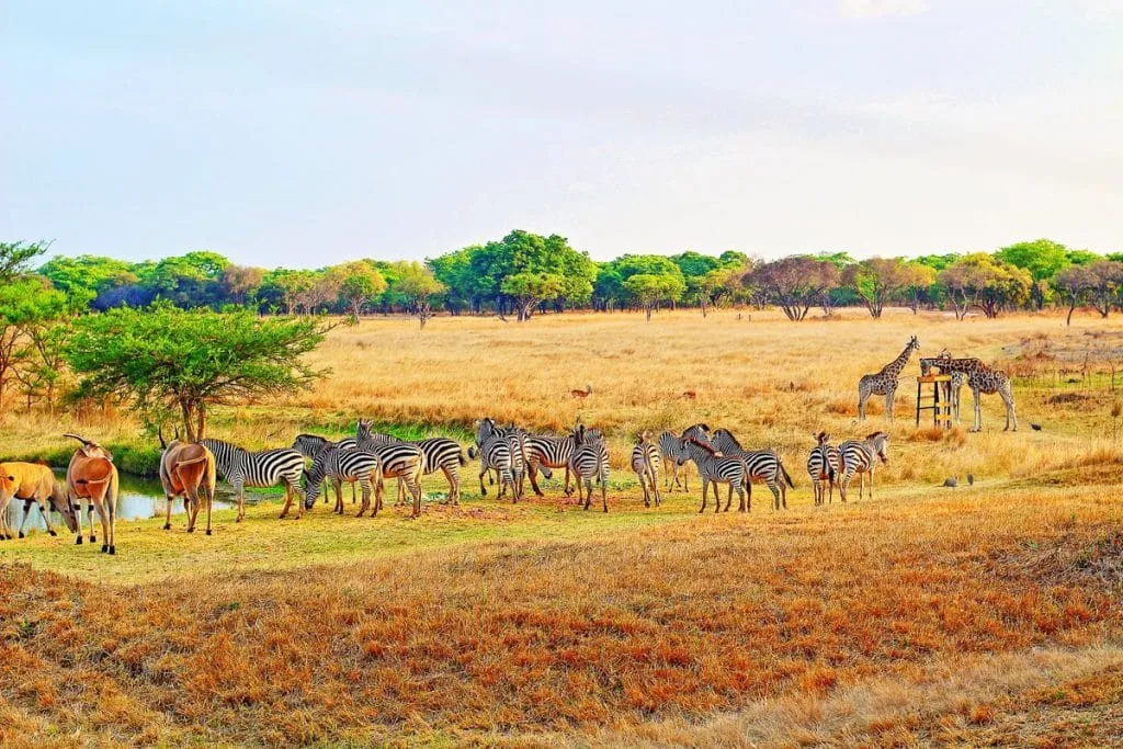 Zebra and giraffe on the grassland of Mukuvisi Woodlands