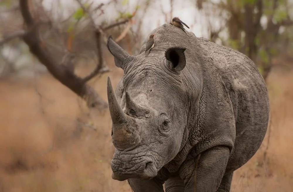 A rhinoceros standing in dry grass